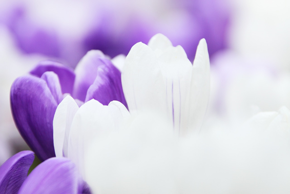 A close up of a white and purple flower

Description automatically generated