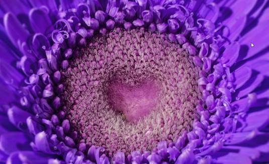 A close up of a purple flower

Description automatically generated